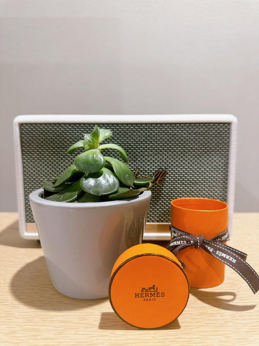 Hermes Cylinder Box